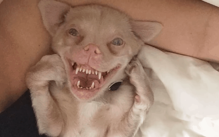 Meet Tucker, An Adorable Rescue Dog That Has No Idea That He Looks Like A Bat When He Smiles