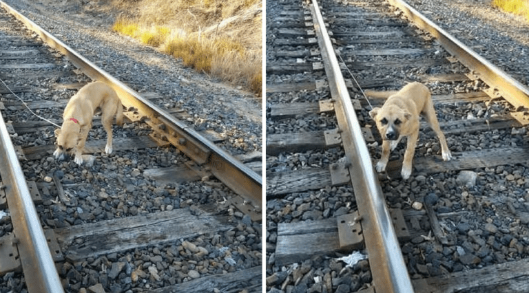 Man Sees Movement On Train Tracks And Discovers It’s A Dog Tied Down
