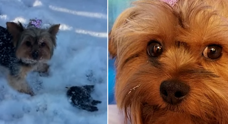 Dog Finds A Bird Frozen In The Snow And The Owner Tries To Save It’s Life