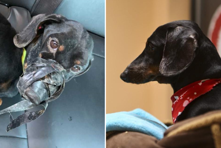 Poor Dog Found With Duct Tape Around Feet And Muzzle In Heart-Wrenching Rescue