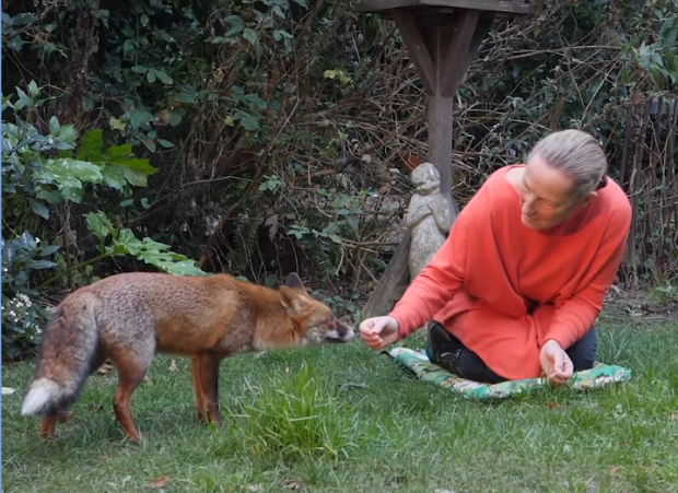 Woman Feeds Wild Foxes In Backyard And They Make Friends With Her Cat
