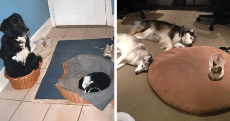 10+ Cats Who Show The Dog Who’s Boss
