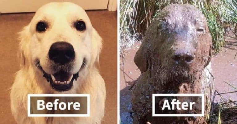 10+ Examples of Why You Shouldn’t Let Your Dog Play In the Mud