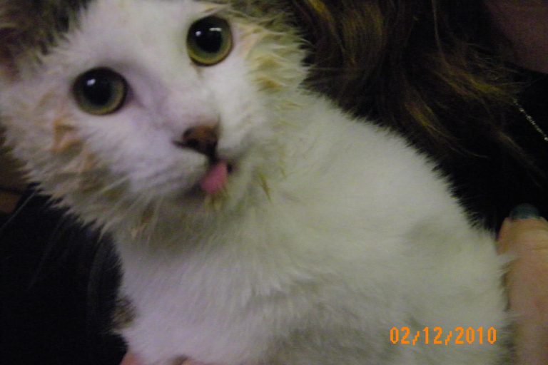 10 Cute Cats Eating And It’s Absolutely Adorable!