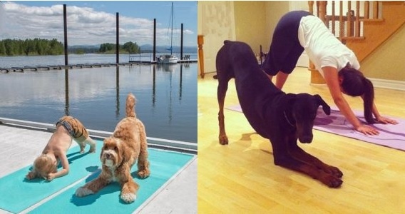 10+ Animals Who Will Inspire You To Start Doing Yoga