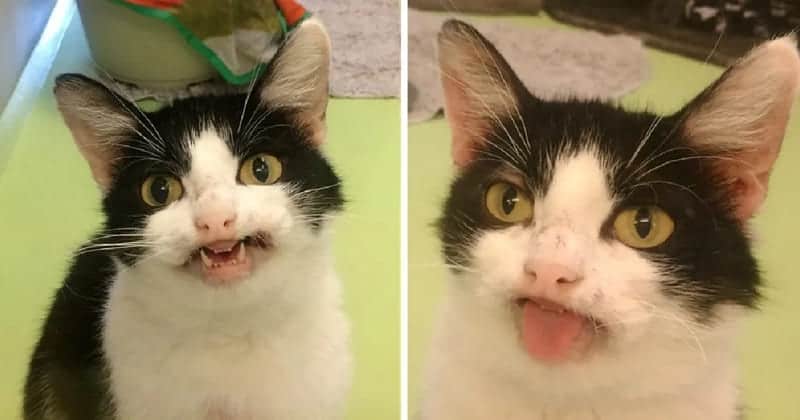 Cutest Cat Smiles At Visitors In Hopes That Someone Will Take Her Home