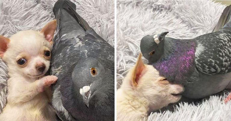 Pigeon That Can’t Fly Forms An Inseparable Bond With A Dog Who Can’t Walk