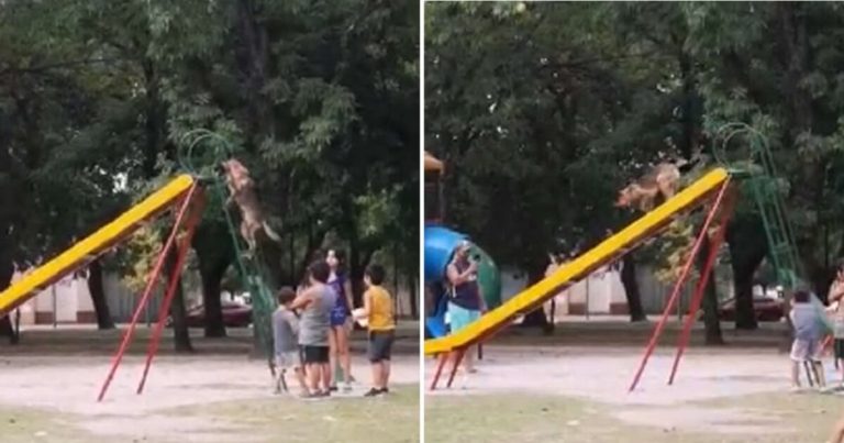 This Funny Dog Can’t Get Enough Of The Slide