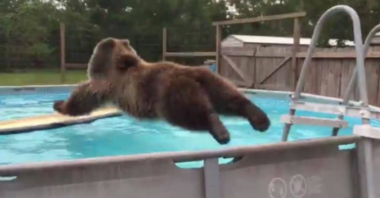 A Proud Grizzly Bear Belly Flops into the Family Pool