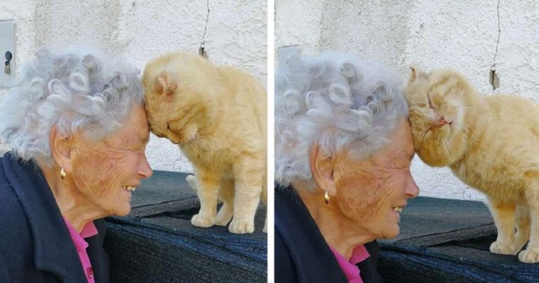 Elderly Woman Finds Her Cat After He Disappeared For 4 Years