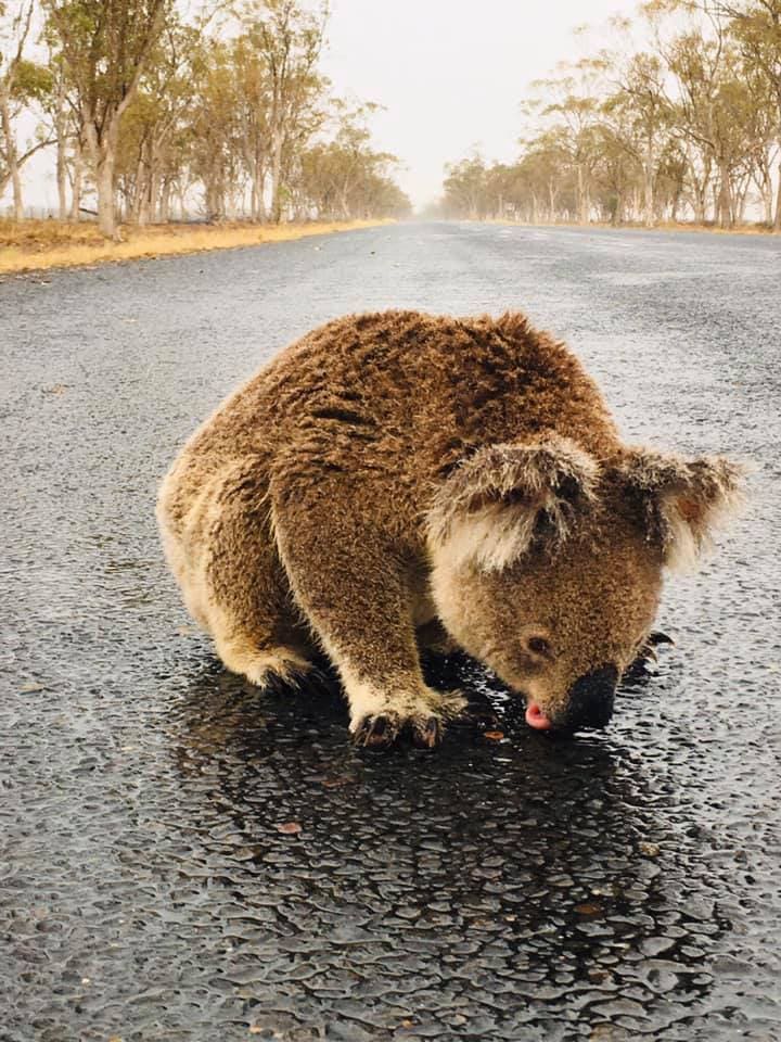 Parched Koala Drinks Rain Water Off The Ground And People’s Hearts Melt