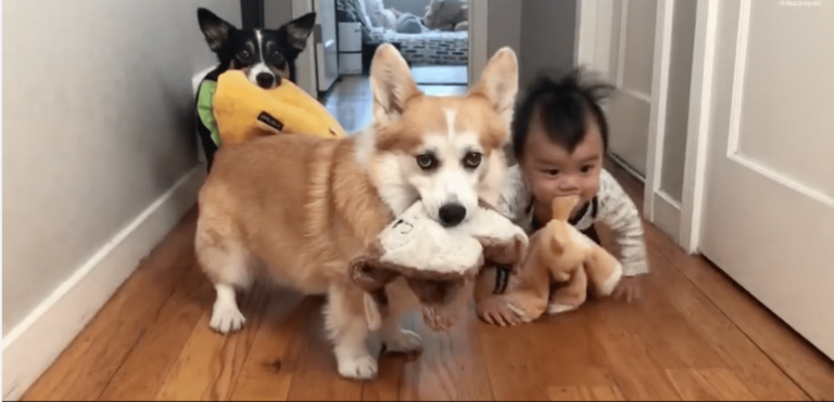 This Baby Thinks She’s A Corgi and It’s Absolutely Adorable