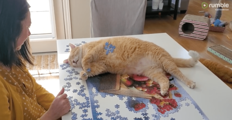 This Cat Is A Great “Helper” When It Comes To Finishing Puzzles