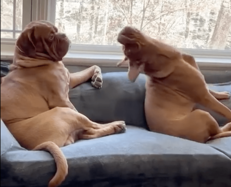 A French Mastiff Trusts His Teammate To Catch Him When He Falls