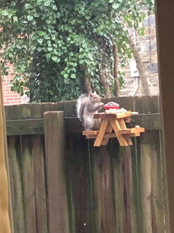 Man Constructs Mini Picnic Table For The Neighborhood Squirrels Cute