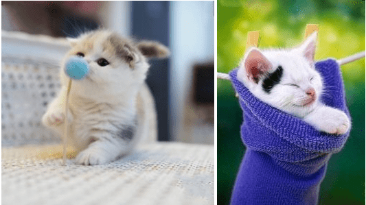 10+ Pictures of Tiny Kittens You’ll Want to Put In Your Pocket