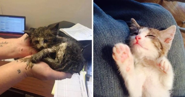 Tiny Kitten Bounces Back After Being Neglected In The Mud