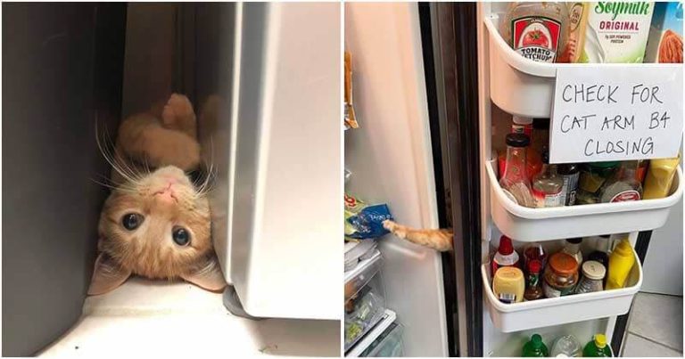 Cat Can’t Help But To Try To Sneak A Snack Out Of The Refridgerator