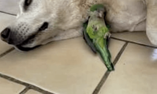 Dog Finds Injured Parrot In Need Of A Friend And Decides To Adopt Him