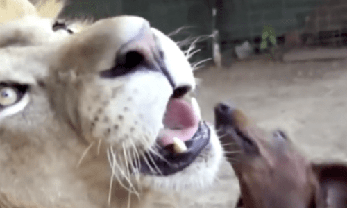 Dog Goes Into Lion Enclosure To Meet The Animal And They Became Fast Friends