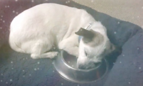 Dog Chooses Food Bowl As Security Blanket After Rough Life On The Streets
