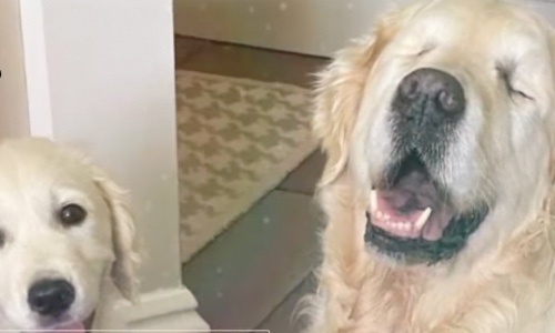 Senior Dog That Lost Sight Due To Glaucoma Got Puppy Seeing Eye Dog