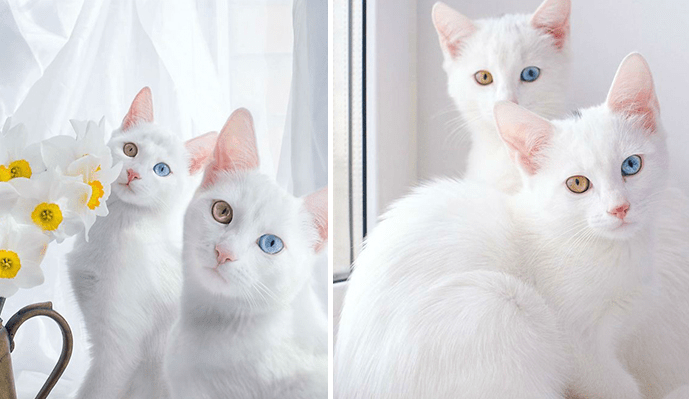 Meet Abyss and Iriss: Two Twin Cats Who Both Have Heterochromia