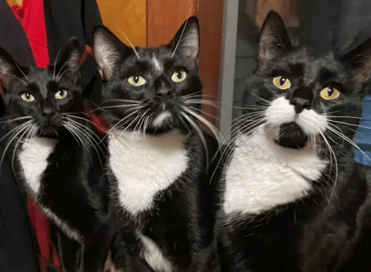 Meet Shark, Dyson and Kirby: The Most Adorable Barn Cat Trio Ever