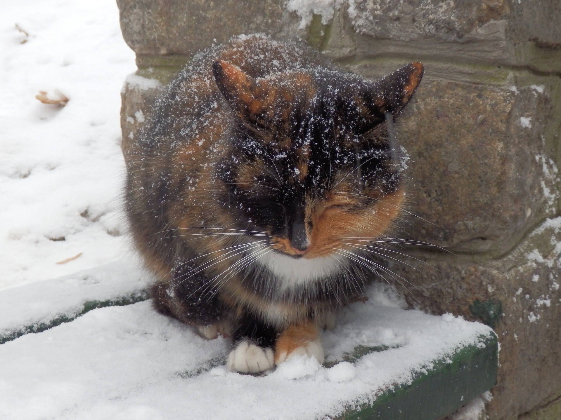 leaving cat outside in winters