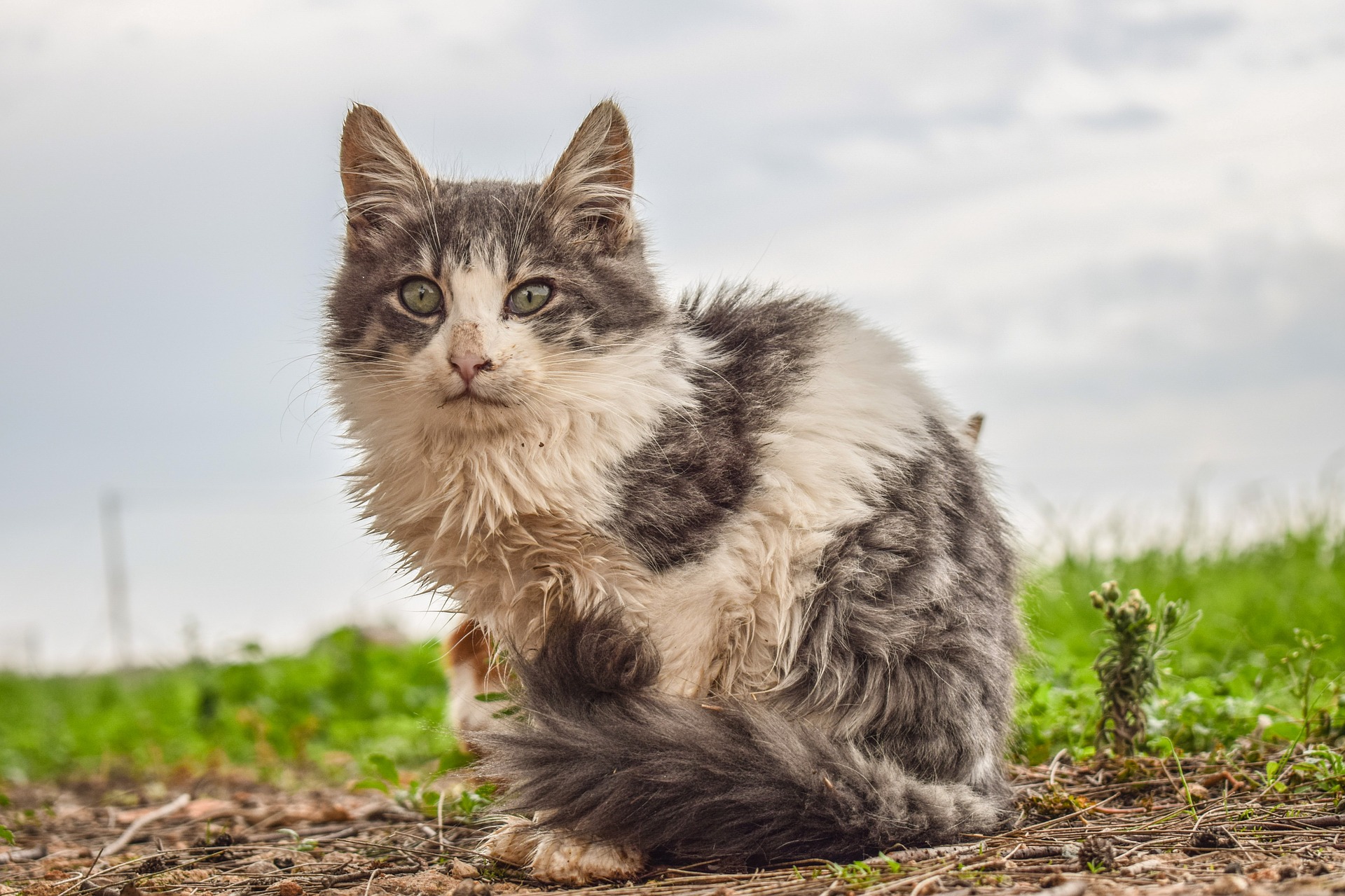 cat in terrible weather