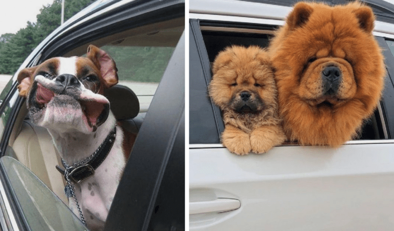 These Animals Are Unrecognizable During A Fun Car Ride