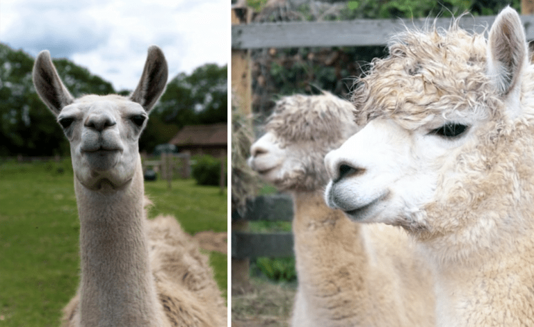 Llamas Are Serious Spitters And Now You Can Learn More About Them