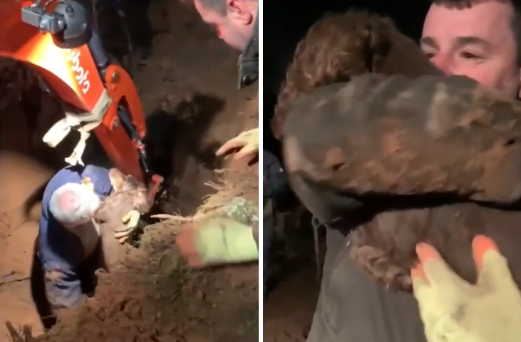 Trapped in a 20-foot rabbit hole for 30 hours, Dog was saved by a miracle