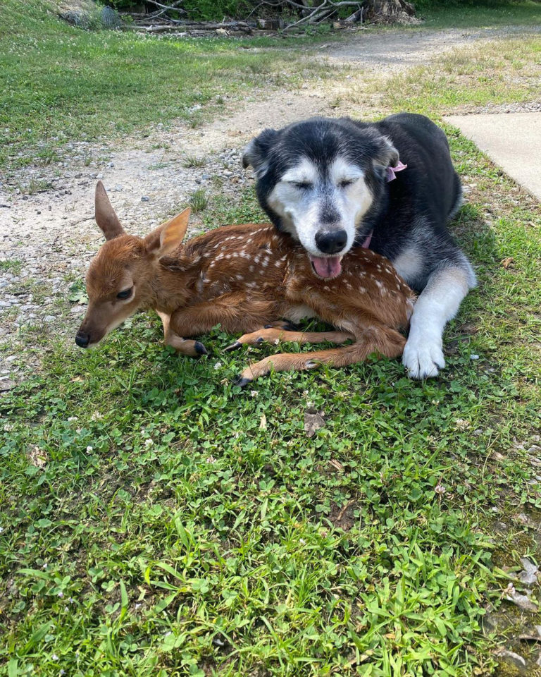 Pet dog cuddles with baby deer found on premises until it finds a rescue home