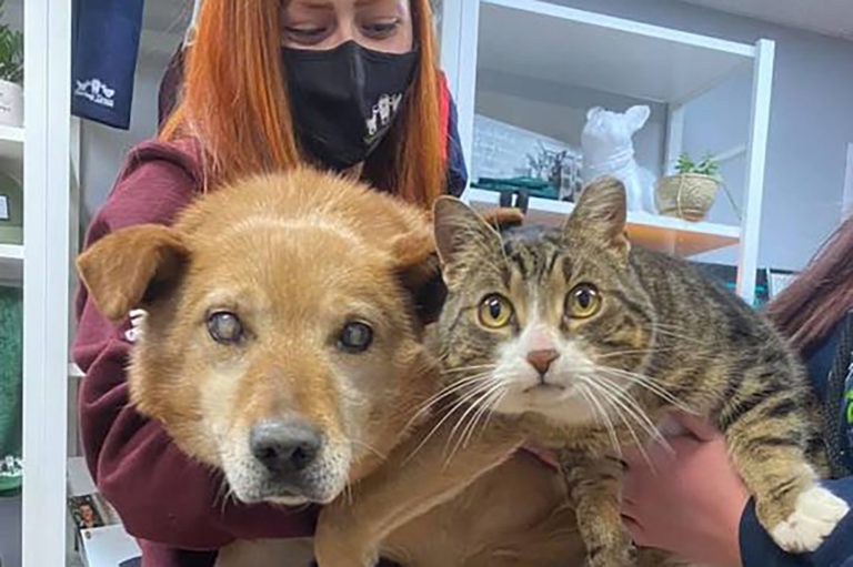 Dog Without Eyes & His Support Cat Found a New Home Together