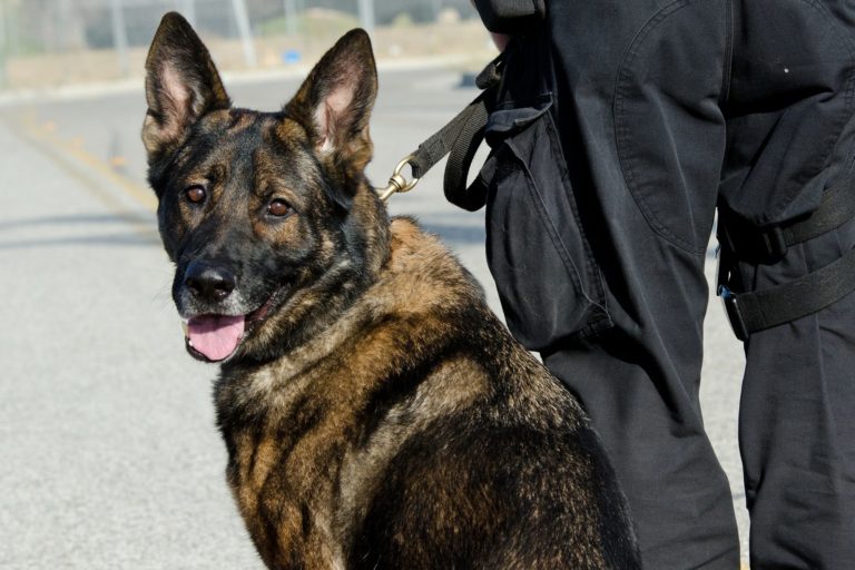 Rescue dog becomes police K-9 officer in New Jersey