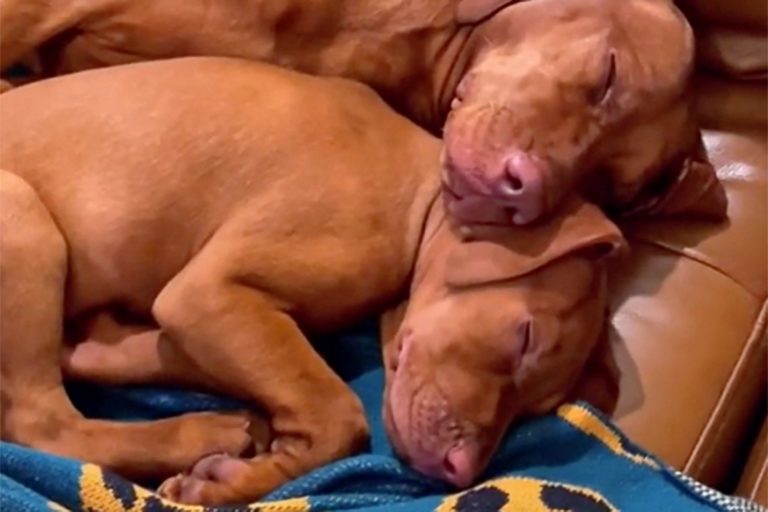 Watch the Vizsla get excited when she meets a Vizsla puppy for the first time
