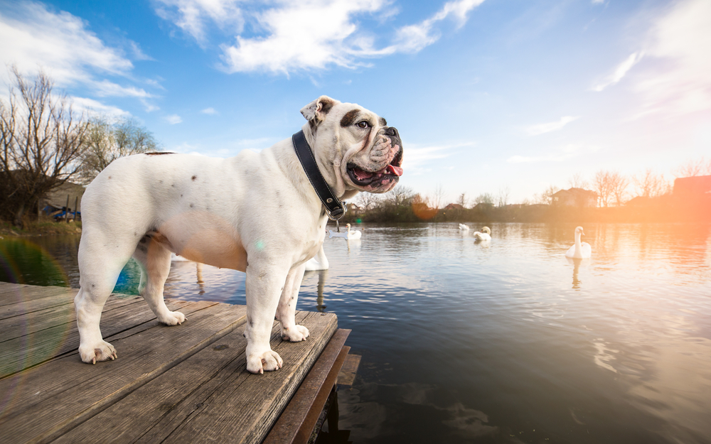 English Bulldog dog