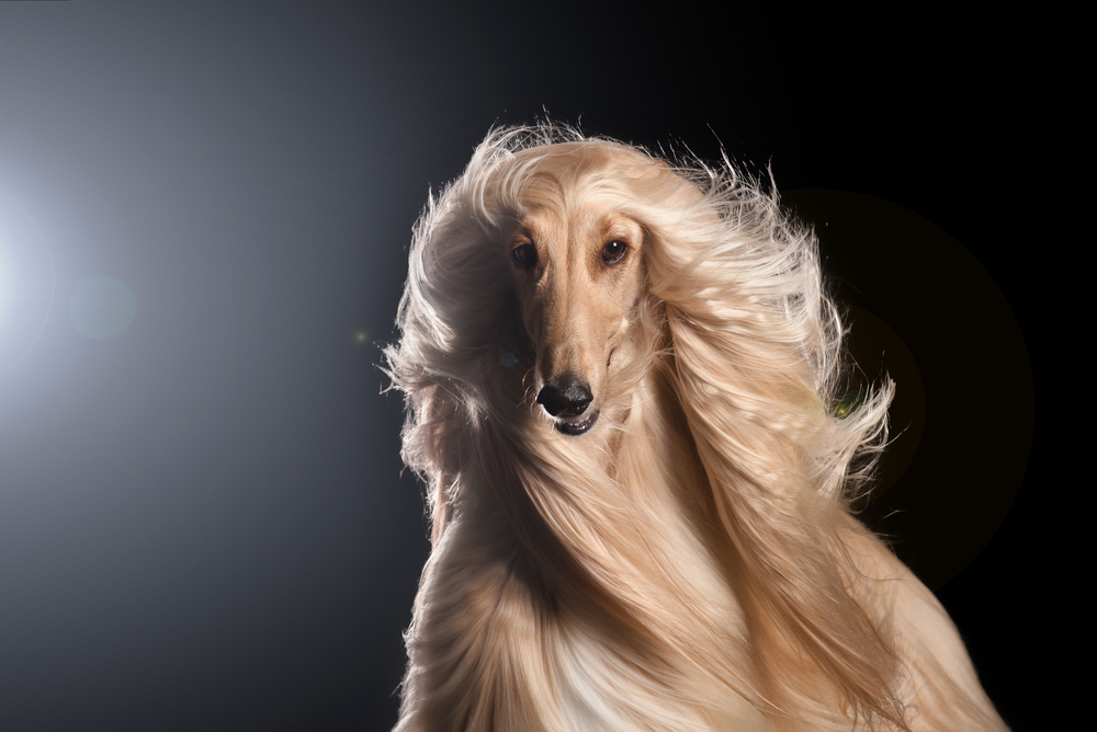 afghan hound dog