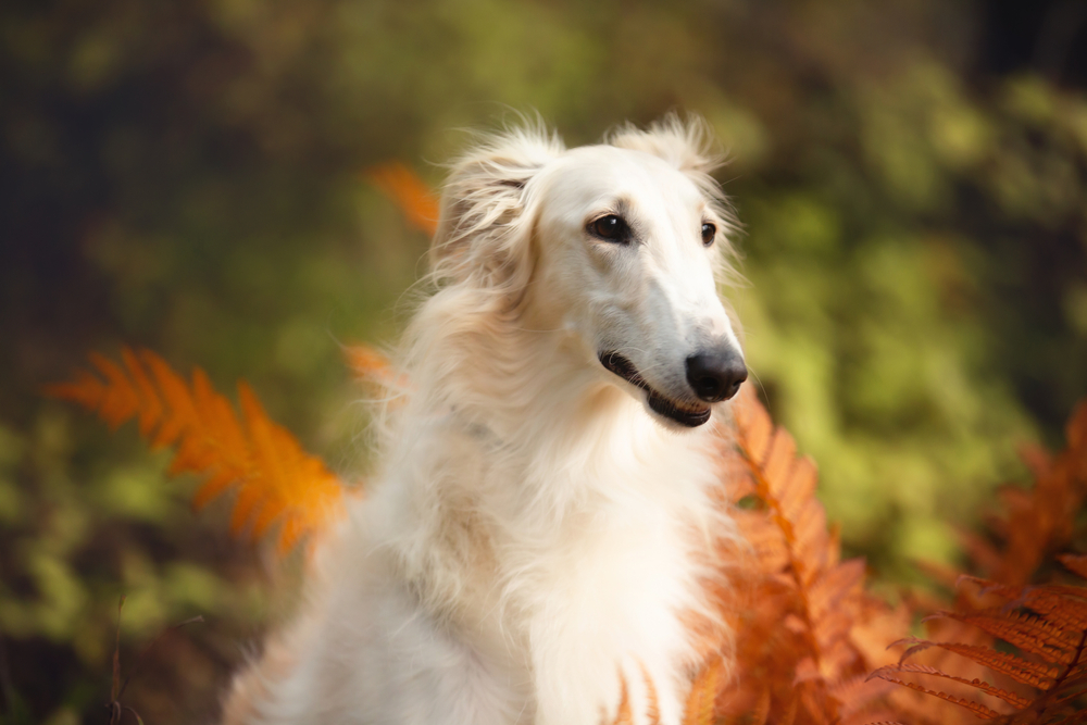 borzoi dog