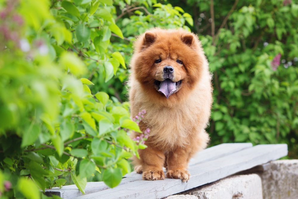 These 7 Low-Energy Dogs Are Definitely Couch Potatoes - Cute Animal Planet