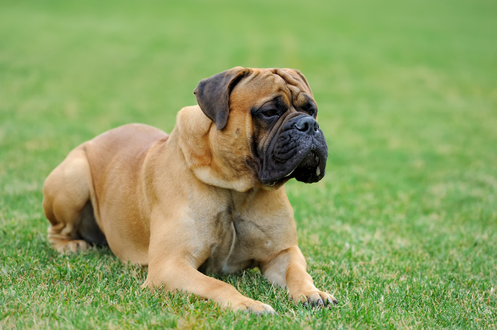 English mastiff dog