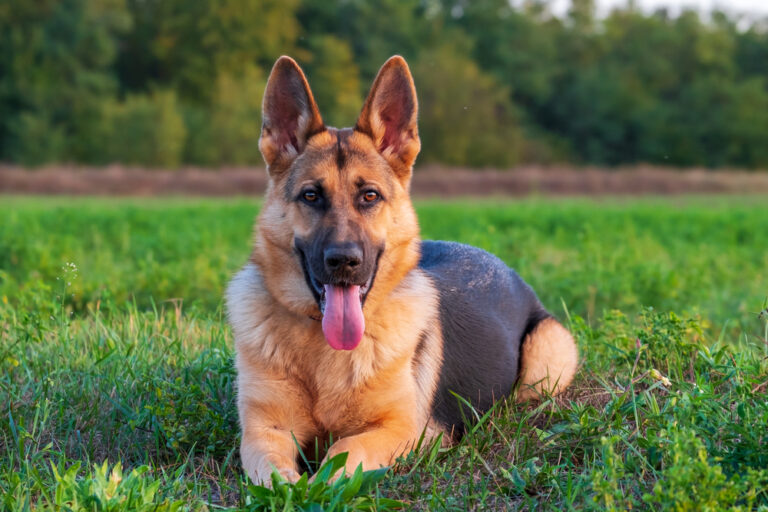 5 Best Police Dog Breeds That Stay Loyal to Their Owners - Cute Animal ...