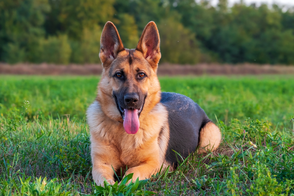 intelligent dog breed, police dog breeds