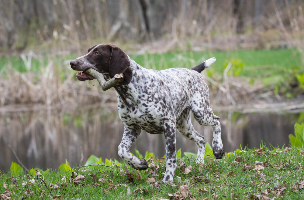 dog breed
