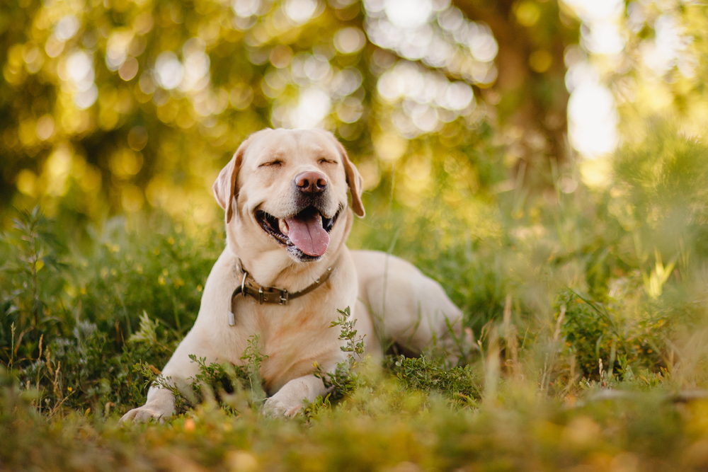 breed, your dog is living its best life