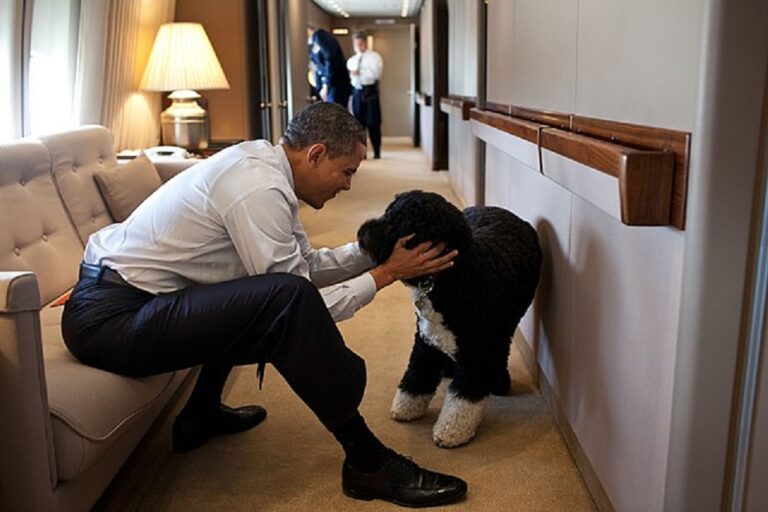 The 6 Most Adorable Dogs Who Lived in the White House