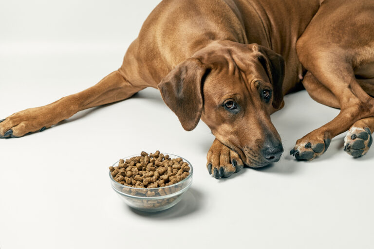 Dogs SOS: 7 Reasons Why They Won’t Eat Anything