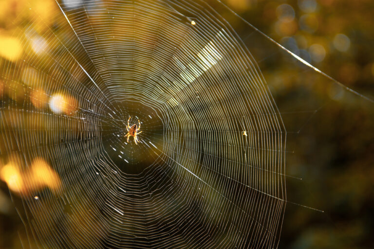 Stay Safe! These 8 Dangerous Spiders Are in North America Now