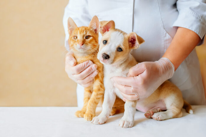 veterinary
